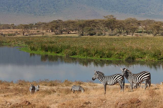 136 Tanzania, Ngorongoro Krater, zebra's.jpg